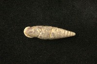 藏品(臺灣煙管蝸牛)的圖片